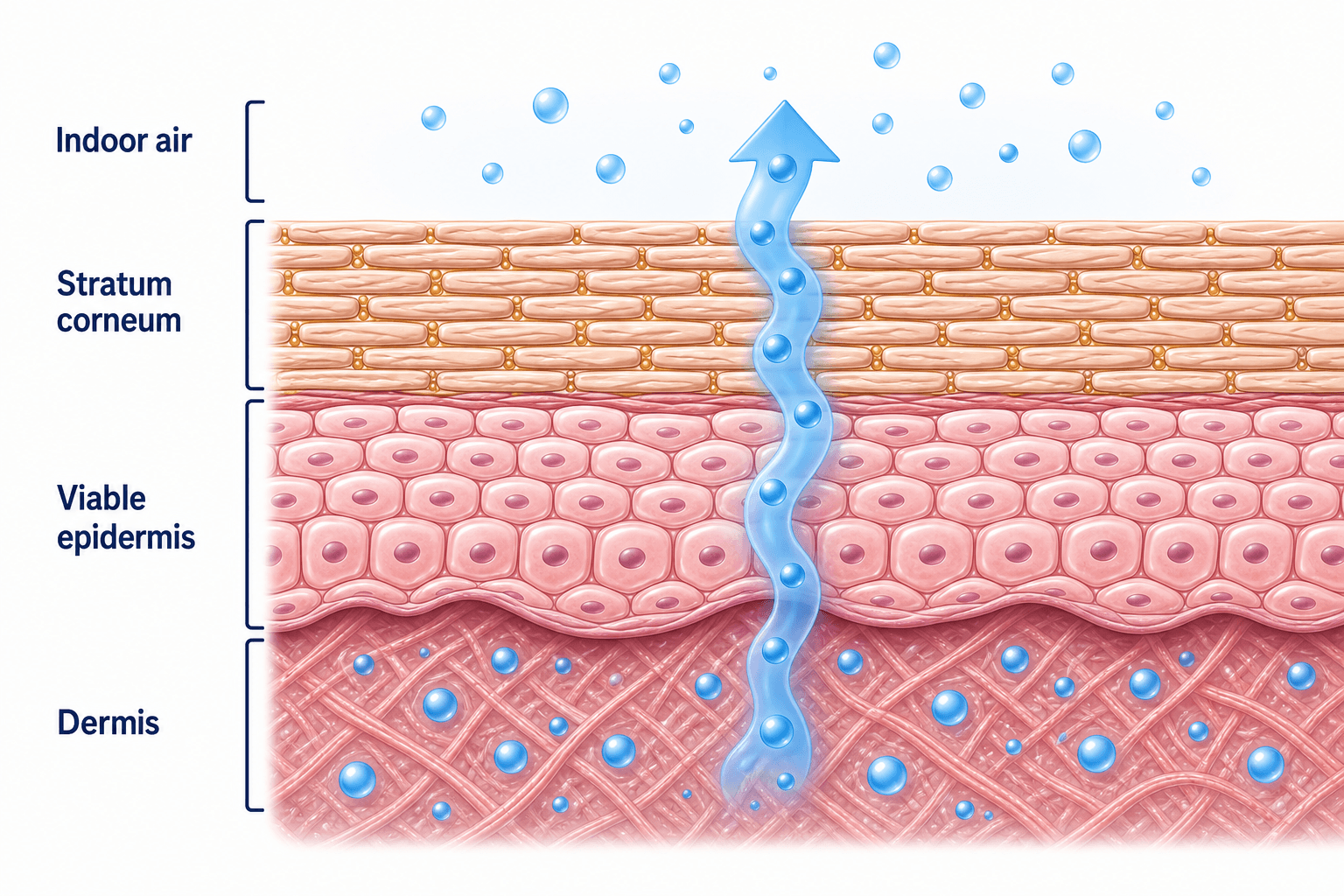 Skin cross-section showing indoor air, stratum corneum, viable epidermis, and dermis with water moving outward.